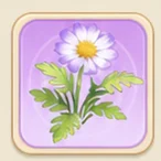 연보라 마거리트
