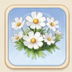 순백 코스모스