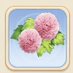 연분홍 폼폼 국화