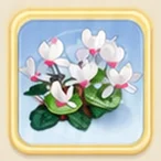핑크화이트 시클라멘