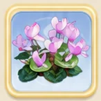 보라솜털 시클라멘